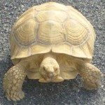 Ashville Turtle