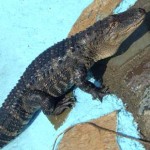 Ashville Little Gator