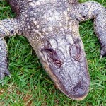 Ashville Gator