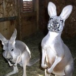 Ashville Kangaroos