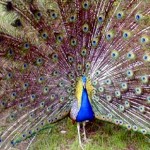 Ashville Peacock
