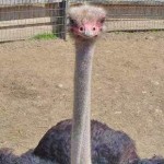 Ashville Ostrich