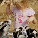 Zoo / Petting Zoo
